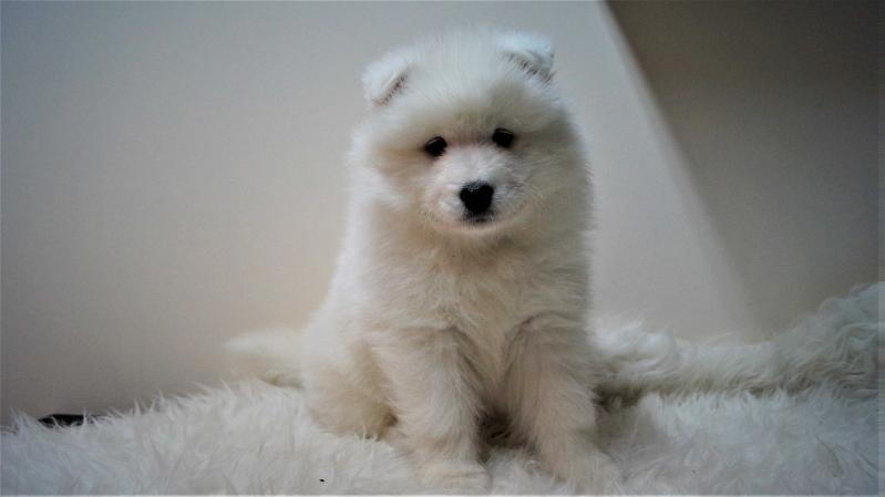 It’s My Proud BALTIC GIFT | Samoyed 