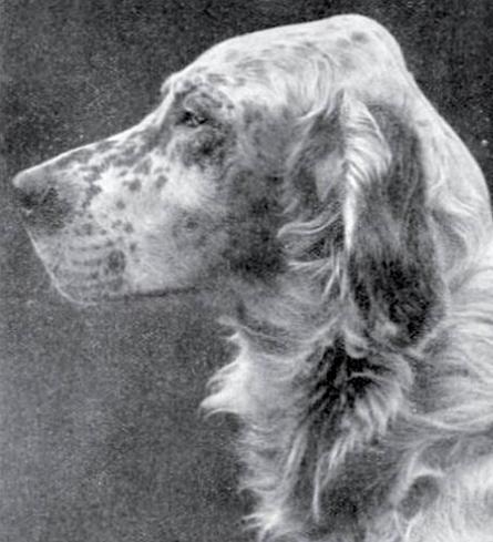 Carswell Mimoru | English Setter 