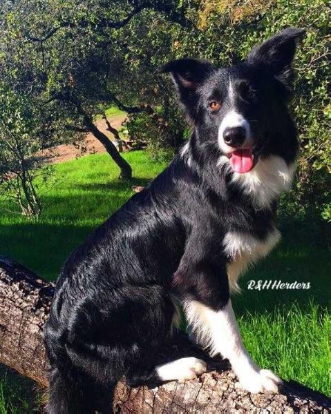 Trigger | Border Collie 