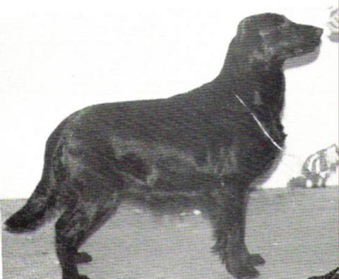 Puh's Hestia | Flat-Coated Retriever 