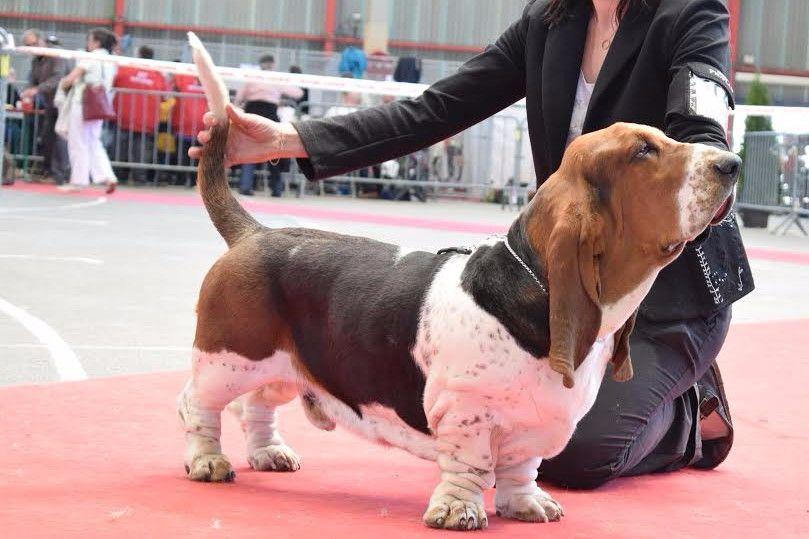 Monsieur moustique Du Cercle De Léma | Basset Hound 