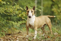 Bugati- Red- Lady Of Bully Roger's | Miniature Bull Terrier 