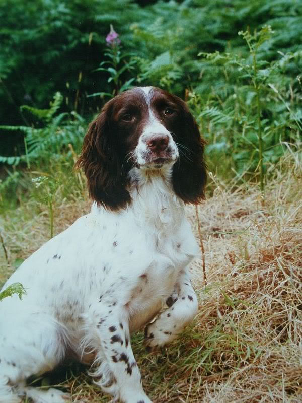 Clarburgh Art | English Springer Spaniel 