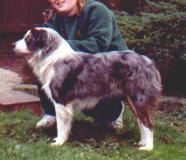 Wanna'be Bandit of Scattercreek | Australian Shepherd 