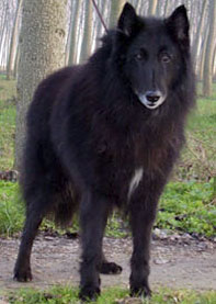 Red-g del Festoso | Belgian Tervuren 