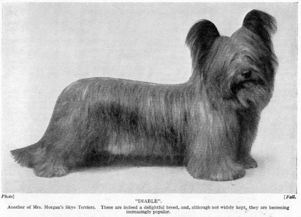 Diable of Peace Haven (Jeannie of Gael) | Skye Terrier 