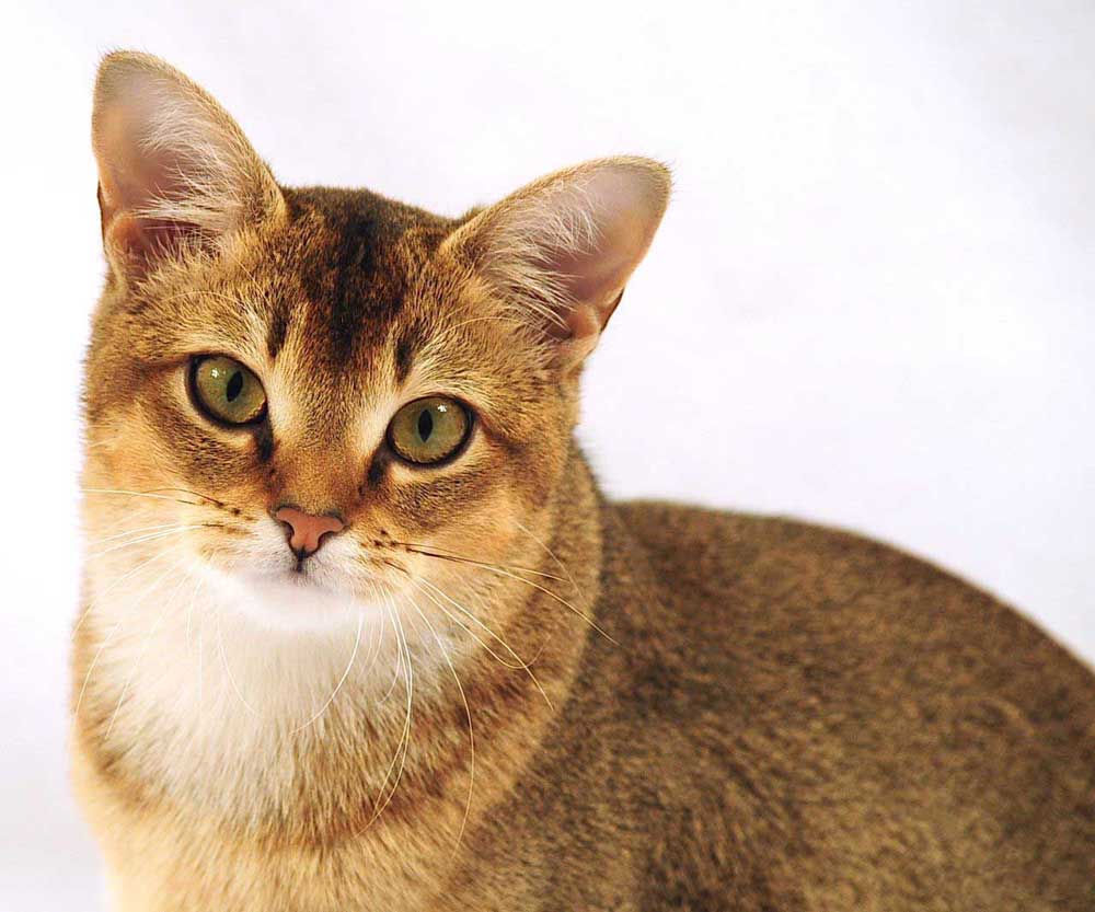  CHAUSIE