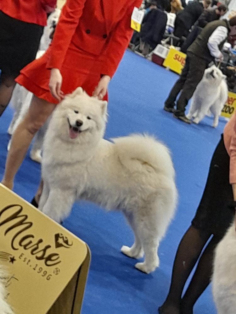 Shakira of Rose Vidnavská záre | Samoyed 