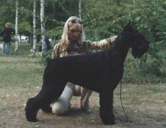 Savali Good Luck | Giant Schnauzer 