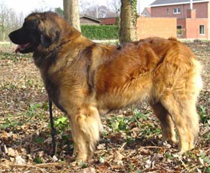 Kad Cadou Woscany | Leonberger 