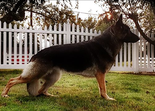 Schuterz Ebony Lace | German Shepherd Dog 