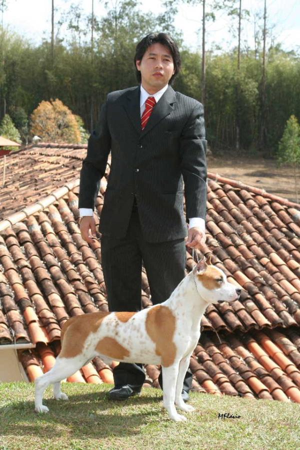Rainbow Fire Fraja Final Hit | American Staffordshire Terrier 