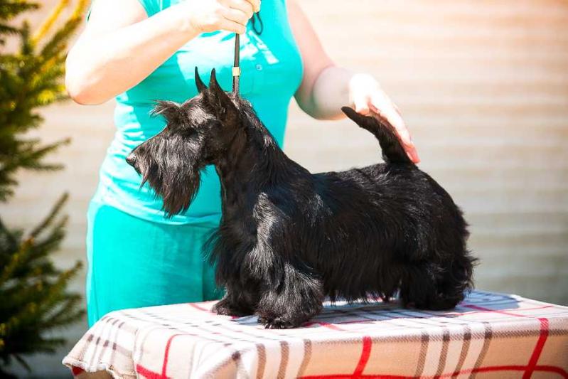 Versace Violete Brave&amp;Save | Scottish Terrier 