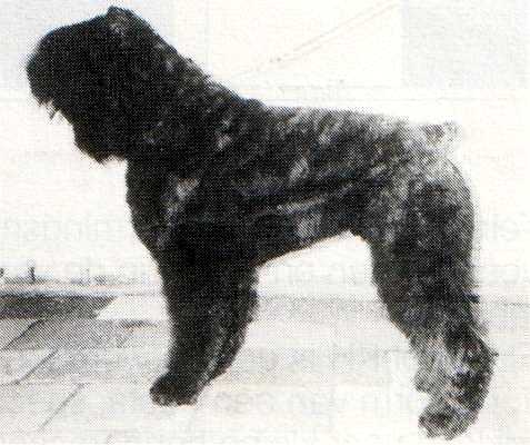 Lennox-Iranice v. Rovika | Bouvier des Flandres 