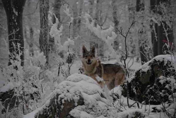 Crying Wolf Uma | Czechoslovakian Wolfdog 