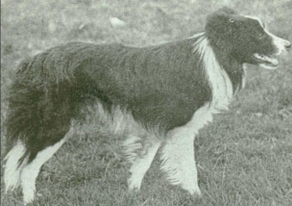 Bill ISDS 9040 | Border Collie 