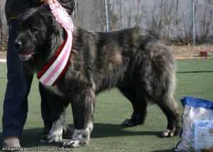 Atlantida Iz Stolitsy Sibiri | Caucasian Mountain Dog 