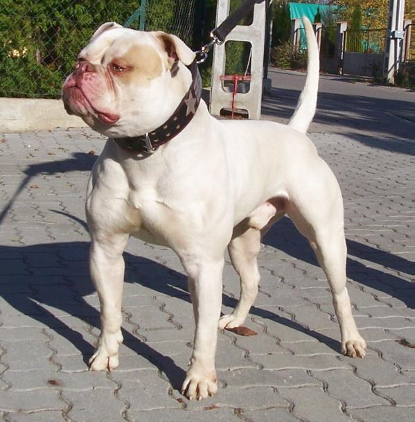 Megabull's Sixtee of Backyard | American Bulldog 