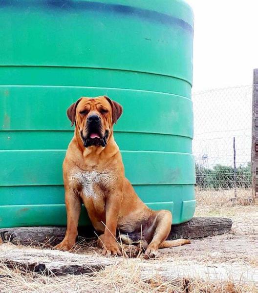 IGballo Jock For Real | African Boerboel 