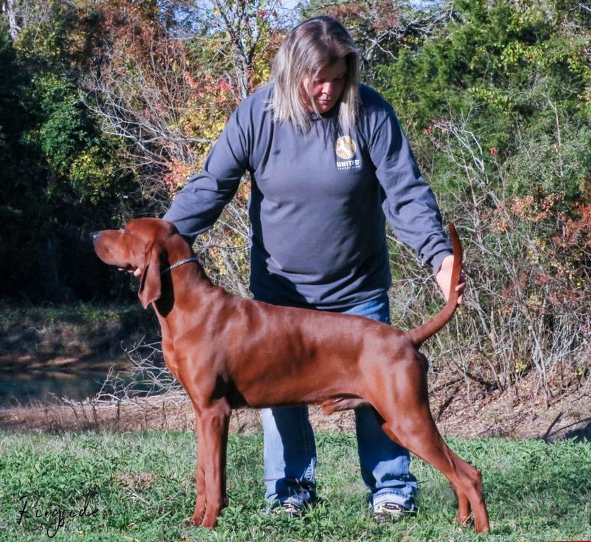 3Colors Red Solo Pup | Redbone Coonhound 