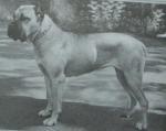 Majoshaze Reme Carmen | Cane Corso 