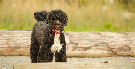 Portuguese Water Dog