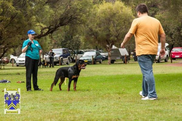 Stahlgriff Von Odin | Rottweiler 