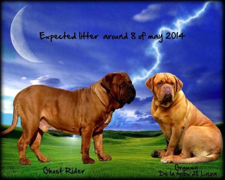 GRAMMY AWARDS DE LA TRIBU DE LAZA | Dogue de Bordeaux 
