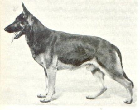 Barry S11535/62 | German Shepherd Dog 