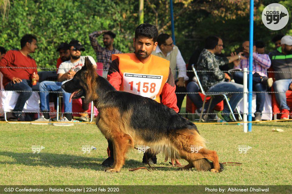 Vijland's Fancy | German Shepherd Dog 