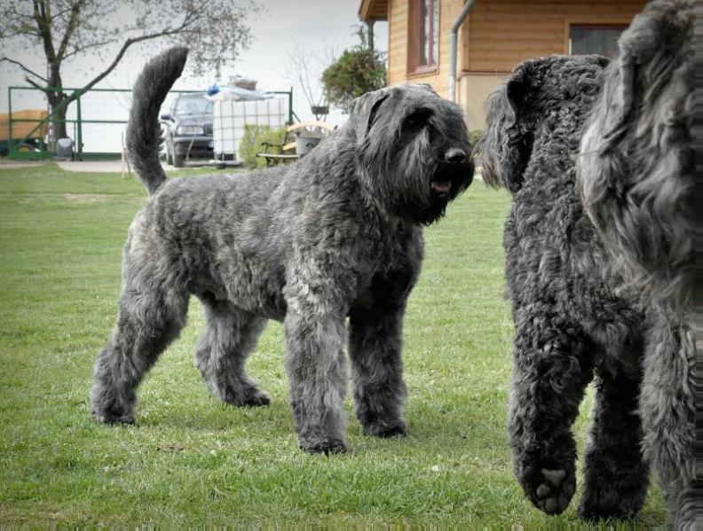 Vanadine Lena Pamut | Bouvier des Flandres 