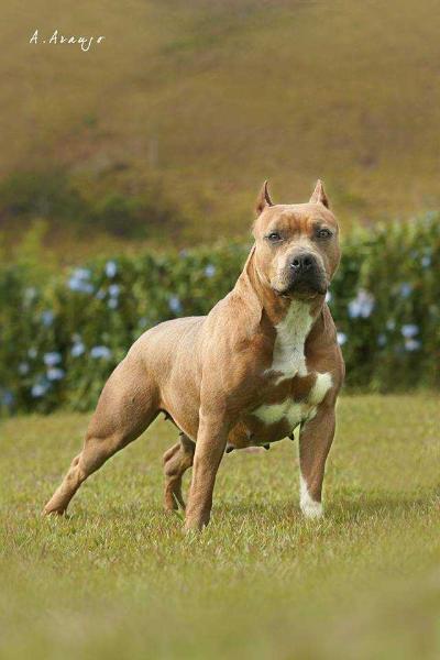 Sweet Queen New Kraftfeld | American Staffordshire Terrier 