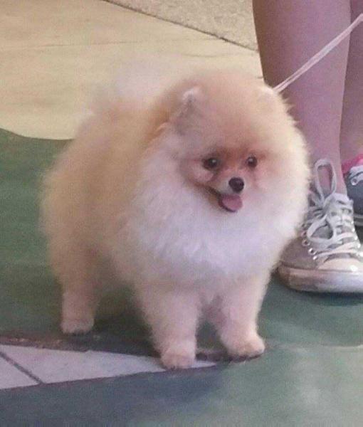Wyndlor DarRight Right on Q | Pomeranian 