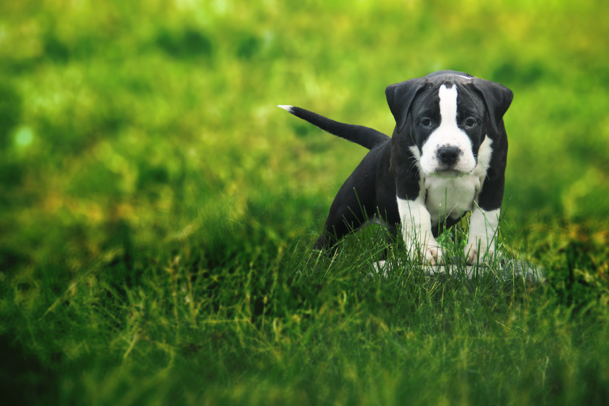 Don Corleone IZ KOROLEVSTVA STAFF | American Staffordshire Terrier 