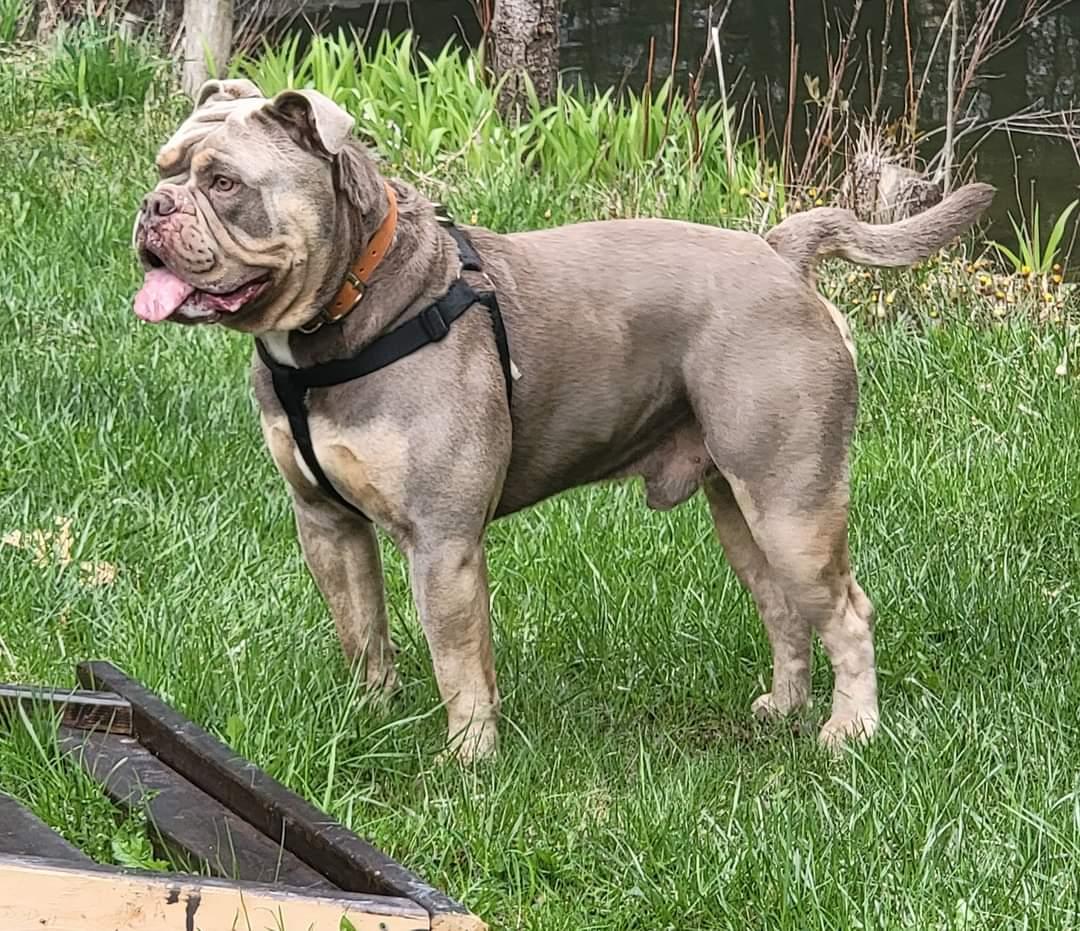 Tag Team Bulls Gaffer at Chocolate Valley Bulldogs | Olde English Bulldogge 