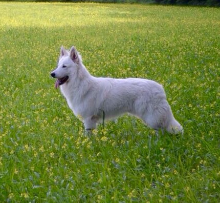 Cotton simba | White Swiss Shepherd Dog 