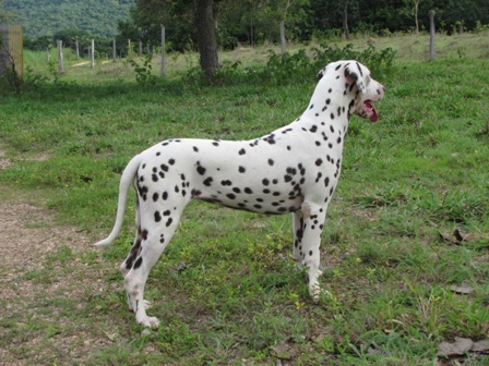 Katerina of Avalon Land | Dalmatian 