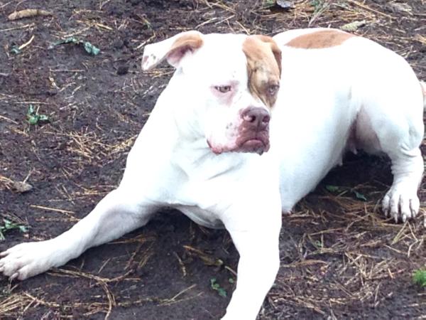 Roney Boy's Bullies Emma of Love AB Bull | American Bulldog 