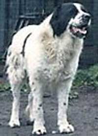 Ayna 'Turkmeniya' | Central Asian Shepherd Dog 