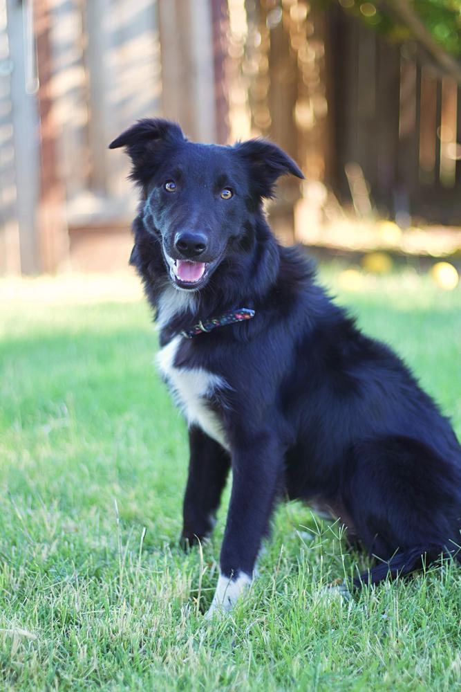 CCE New York Lynx ABC 522394 | Border Collie 