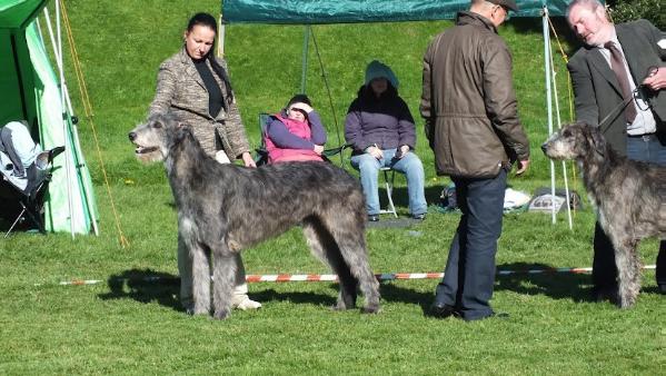 Happy Harmony Roan Inish | Irish Wolfhound 