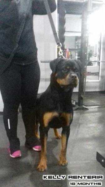 Kelly Renteria | Rottweiler 