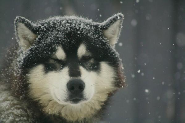 Najanin's Ranger Beaver | Alaskan Malamute 