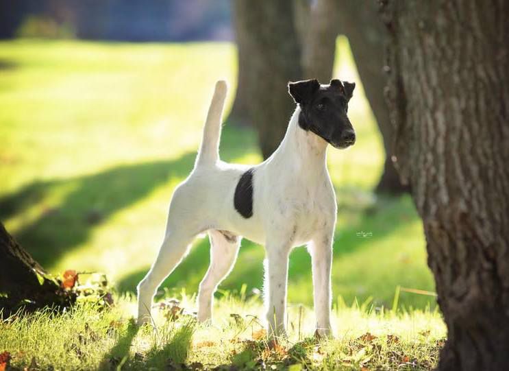 Agria Zip Code | Smooth Fox Terrier 