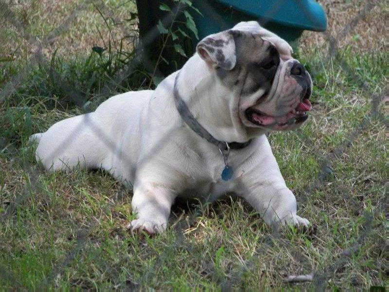 Sergeant Bullies' Mac Daddy | Olde English Bulldogge 