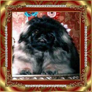 Elitlain pallada | Pekingese 