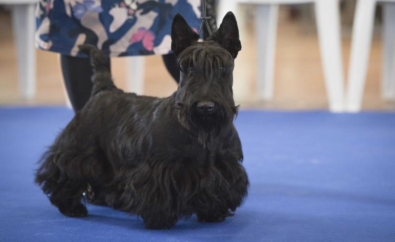 Ty Chas Skot Mordred | Scottish Terrier 