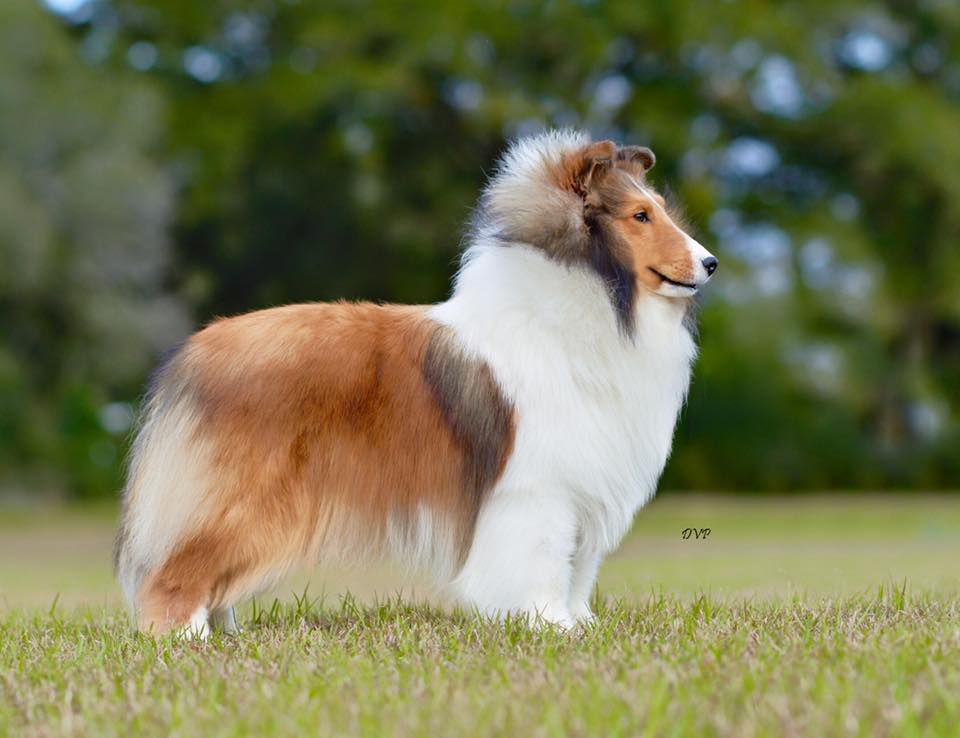 Jesstar Conundrum | Shetland Sheepdog 