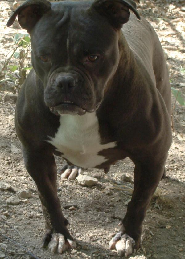 Alubull's Halle Berry | Olde English Bulldogge 