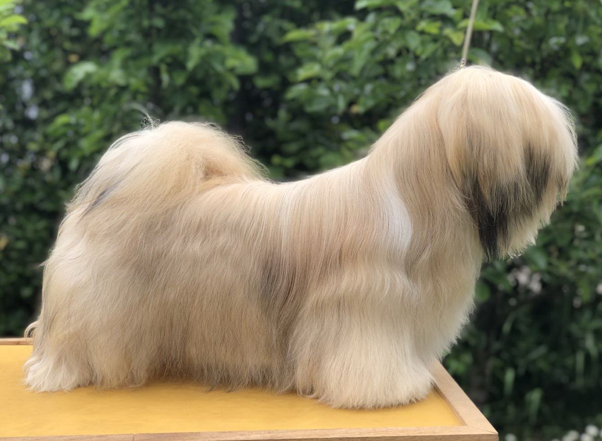 Deilodi Coco Monster | Lhasa Apso 